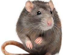 Benue State Raises Alarm Over Importation of Rats Linked to Lassa Fever Threat