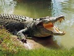 Tragic -Crocodile tore prophet apart during baptism