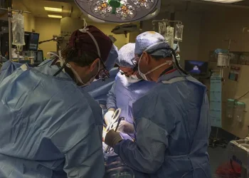 Surgeons transplant pig’s kidney into human in US