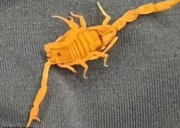 Scorpion bites man’s testicles at 5-star hotel