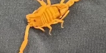 Scorpion bites man’s testicles at 5-star hotel