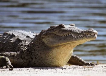 Boat breaks down- Crocodile kills 16yrs old boy