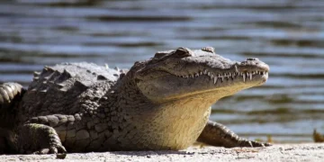 Boat breaks down- Crocodile kills 16yrs old boy