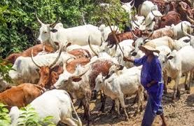 Herdsmen killed 5 IDPs while returning from farm in Benue state