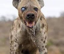 Community Panic: Hyena Escapes from Wildlife Park in Plateau state