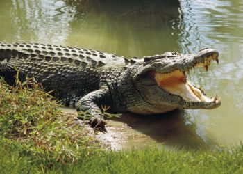 Man Found Inside Crocodile After Suspected Attack in Australia