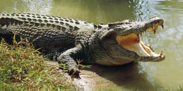 Man Found Inside Crocodile After Suspected Attack in Australia