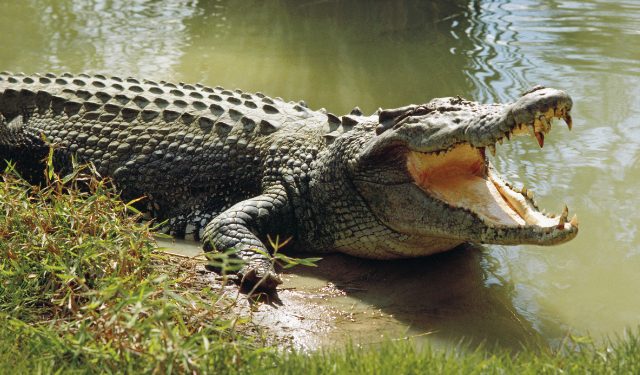 Man Found Inside Crocodile After Suspected Attack in Australia