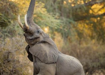 “Why I adopted elephant as part of my family” – Minister explains