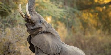 “Why I adopted elephant as part of my family” – Minister explains