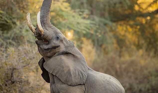 “Why I adopted elephant as part of my family” – Minister explains