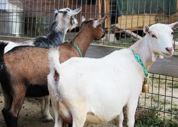 Man Arrested for Stealing Goat  for Child’s Naming Ceremony in Ogun