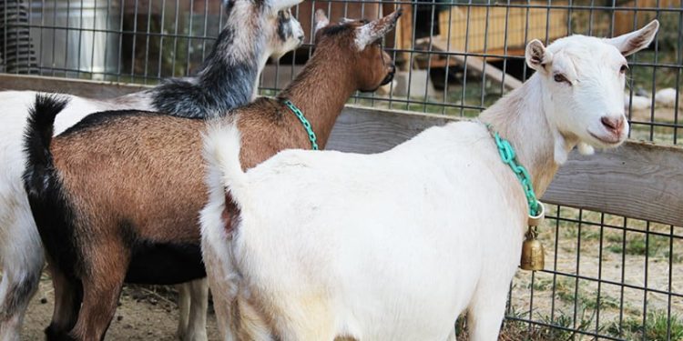 Man Arrested for Stealing Goat for Child’s Naming Ceremony in Ogun