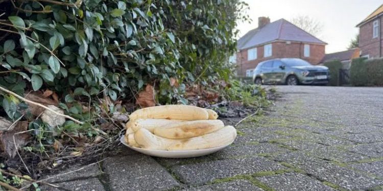 Mystery of Monthly Peeled Bananas at UK Junction Baffles Residents