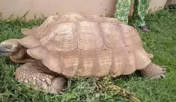 Nigeria’s Royal Tortoise, Believed to Have Lived for 344 Years, Dies in Oyo State
