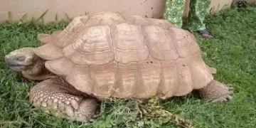 Nigeria’s Royal Tortoise, Believed to Have Lived for 344 Years, Dies in Oyo State