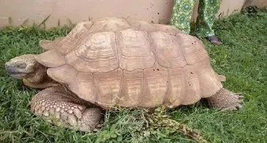 Nigeria’s Royal Tortoise, Believed to Have Lived for 344 Years, Dies in Oyo State