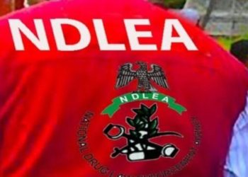 NDLEA Officers Arrested for Allegedly Killing 19-Year-Old Woman in Kano