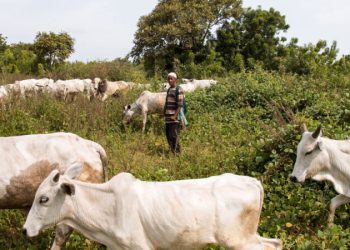 Lightning Strike Kills Herder and 12 Cows in Kaduna Community
