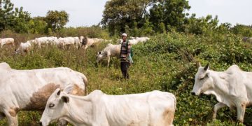 Lightning Strike Kills Herder and 12 Cows in Kaduna Community