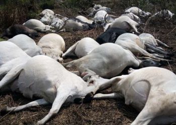 Plateau State Launches Investigation into Alleged Poisoning of Over 30 Cows