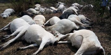 Plateau State Launches Investigation into Alleged Poisoning of Over 30 Cows