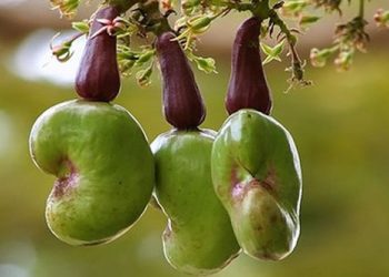 Oyo Government Issues Land Allocation to Cashew Merchants