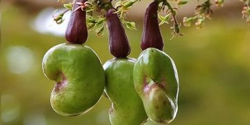 Oyo Government Issues Land Allocation to Cashew Merchants