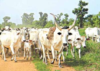 Delta: Panic as Cow Attacks Workers at Government House in Asaba