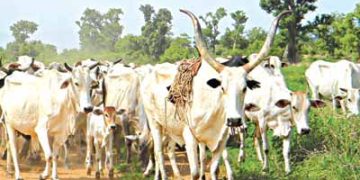 Delta: Panic as Cow Attacks Workers at Government House in Asaba