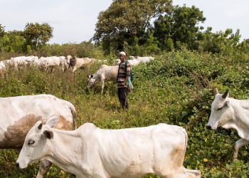 Oyo Enforcement Authorities impound rams, cow for violating environmental laws