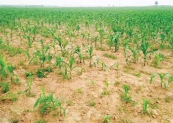 Farmers Count Losses as Bandits Destroy 60 Farmlands in Plateau
