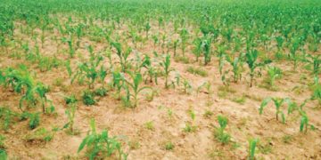 Farmers Count Losses as Bandits Destroy 60 Farmlands in Plateau