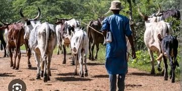 Herdsmen Attack Leaves 65-Year-Old Farmer Dead in Ogbomoso