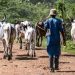 Herdsmen Attack Leaves 65-Year-Old Farmer Dead in Ogbomoso