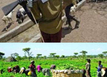 Oyo: Tension in Ibadan as suspected herders kill farmer