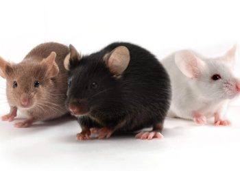 Lassa Fever Claims One Life in Oyo