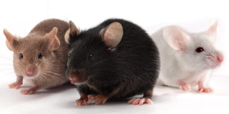 Lassa Fever Claims One Life in Oyo
