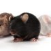 Lassa Fever Claims One Life in Oyo