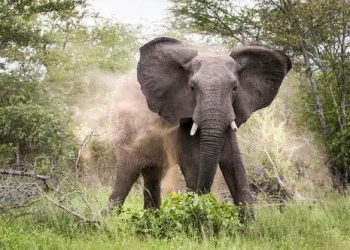 Wild Elephant Attack in Oyo Leaves One Dead, Another Missing