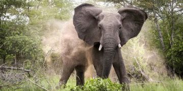 Wild Elephant Attack in Oyo Leaves One Dead, Another Missing