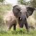 Wild Elephant Attack in Oyo Leaves One Dead, Another Missing