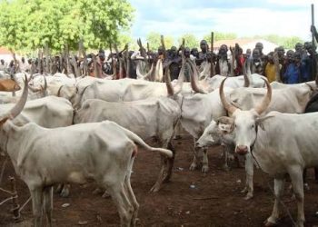Cattle Prices Soar to ₦2.5m, Lagos Butchers Say Cows Now Cost More Than Cars