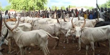 Cattle Prices Soar to ₦2.5m, Lagos Butchers Say Cows Now Cost More Than Cars