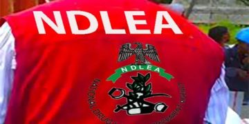 NDLEA Uncovers Suspected Drug Warehouse, Arrests Couple in Edo
