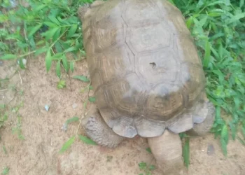 420-Year-Old Tortoise Dies at Alaafin’s Palace in Oyo