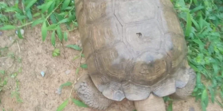 420-Year-Old Tortoise Dies at Alaafin’s Palace in Oyo