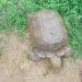 420-Year-Old Tortoise Dies at Alaafin’s Palace in Oyo