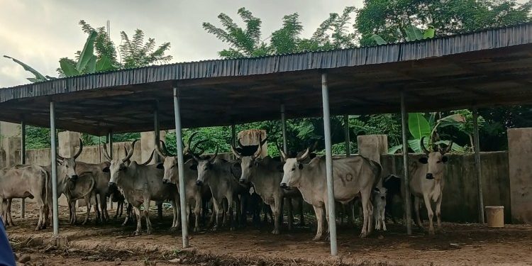Oyo Agency Impounds 20 Cows Over Open Grazing, Crop Destruction
