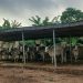 Oyo Agency Impounds 20 Cows Over Open Grazing, Crop Destruction